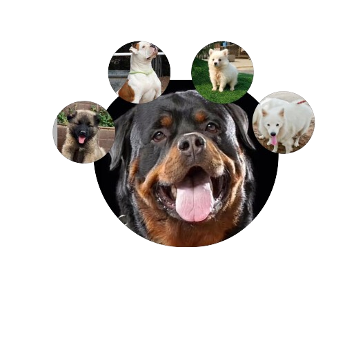 security guard picture 